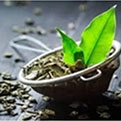 Green-Tea-Leaf-Extract