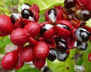 Guarana Seed Extract